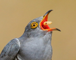 Cuckoo (male) close swallowing caterpillar, Scotland