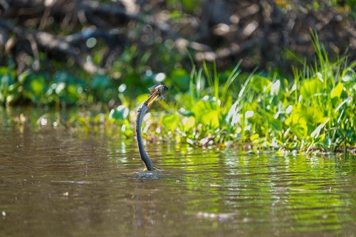Like our cormorant but with a slender neck