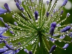 Macro Agapanthus After Rain 2022