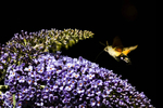 Hummingbird Hawkmoth