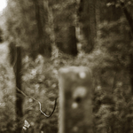 The Fence