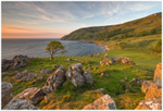 The Tree in the Bay, Murlough (IMG1033)