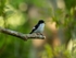 Pied Flycatcher