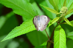 Southern White Butterfly