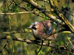 Jay