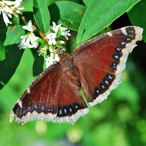 A Mourning Cloak butterfly feeding on a wild privet bush.