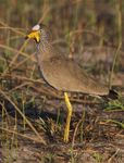 African Wattled Lapwing portfolio
