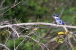 Belted Kingfisher portfolio