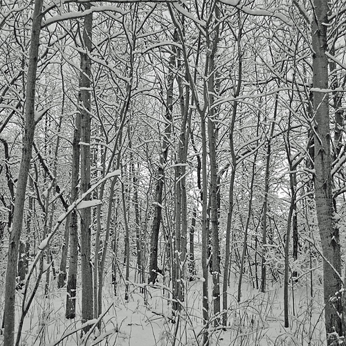 Vertical composition of a forest in wintertime