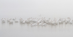 Pelicans _0041