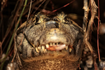 Yacare Caiman head, front view, Mato Grosso, Brazil