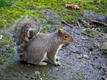 Grey Squirrel