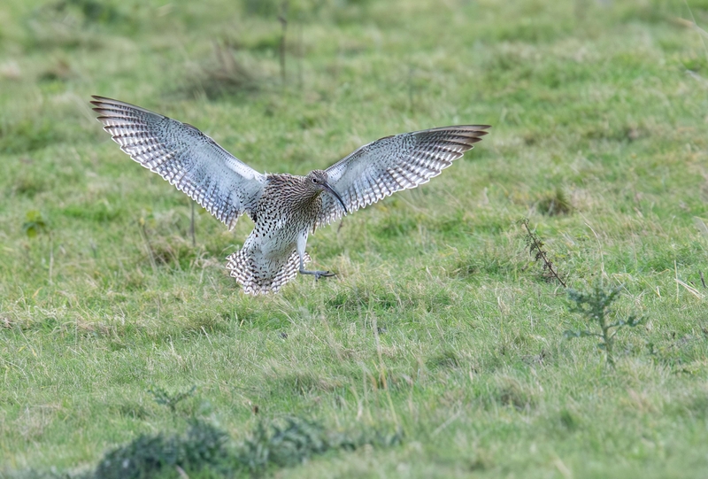 Eurasian Curlew - Dee Estuary - North Wales