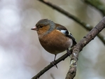 Chaffinch