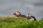 Puffins
