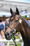 150723-Race 3-Pride of America-0387