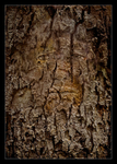 Bark Spirit