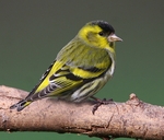 Siskin