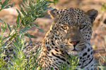 Male leopard at sunset