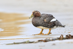 Female Steamerduck standing on beach, Carcass Island, Falklands