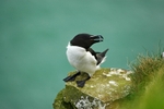 Razorbill