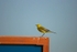 Yellow Wagtail
