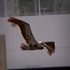 Pelican In Flight