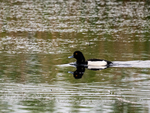 Tufted Duck