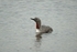Red-throated Diver