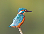 Kingfisher - Alcedo atthis