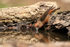 Red Crossbill (male) drinking, Port del Comte, Spain