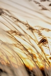 Sea Grass in Wind
