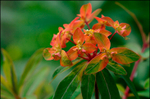 Euphorbia 'Fern Cottage' 1