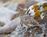 Ptarmigan (F) - Lagopus muta