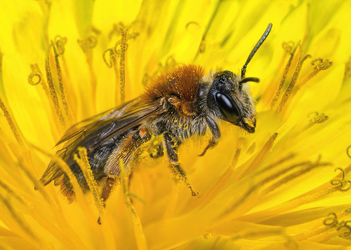 [i]Andrena haemorrhoa[/i] female in a dandelion flower. Warwickshire, April 2014.