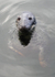 MMP006: Grey Seal