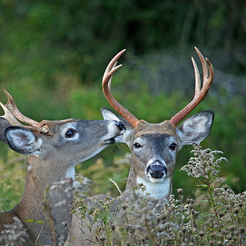 Northern Woodland Whitetails - Pre-rut