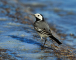 White Wagtail on the causeway at Farmoor