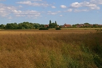 Rapeseed Field (Lincolnshire)