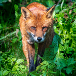Dodder Fox, Dublin