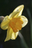 Daffodil_ FL002