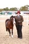 Class412 - Handsome Gelding (IH  or Ridden) Adult portfolio