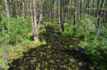 Biebrza area, Poland