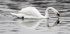 Mute Swan