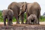 Elephant Baby 1