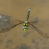 Southern Hawker (Aeshna cyanea) M