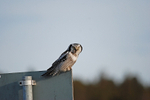 Northern Hawk Owl