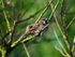 Tree Sparrow