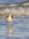 Front view of Willet, Fort De Soto Park, Florida
