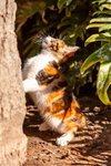 Cat domestic-2425